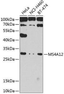 Antibody anti-MS4A12 100 µl