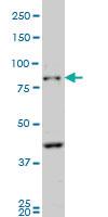 Anti-PCDHB10 Mouse Monoclonal Antibody [clone: 4C4]