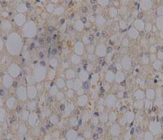 Anti-PRDX6 Mouse Monoclonal Antibody [clone: 52]