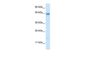 Anti-ASIC3 Rabbit Polyclonal Antibody