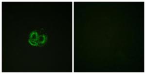 Antibody anti-actin-pan A94548-100 100 µg