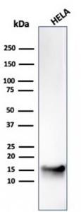 Western blot analysis of HeLa cell lysate using Anti-FABP5 Antibody [CPTC-FABP5-3]