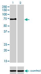 Anti-KAT7 Mouse Monoclonal Antibody [clone: 2G5]