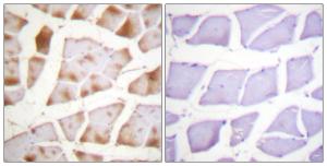 Antibody anti-actin-pan A94548-100 100 µg