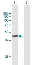 Anti-FBXW4 Mouse Polyclonal Antibody