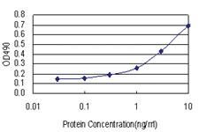 Anti-CACNB3 Polyclonal Antibody Pair