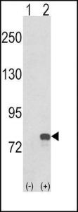 Anti-GMPS Rabbit polyclonal antibody