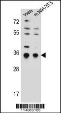 Anti-SSR1 Rabbit Polyclonal Antibody