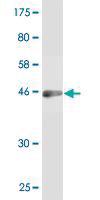 Anti-HN1 Mouse Monoclonal Antibody [clone: 3G6]