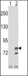 Anti-GMPS Rabbit polyclonal antibody