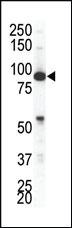 Anti-PAX6 Mouse Monoclonal Antibody