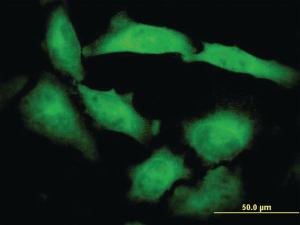 Anti-PCDHB10 Mouse Monoclonal Antibody [clone: 4C4]