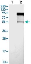 Anti-CSRNP2 Rabbit Polyclonal Antibody