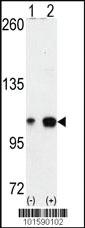 Anti-PAX6 Mouse Monoclonal Antibody