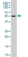 Anti-SHMT1 Mouse Polyclonal Antibody