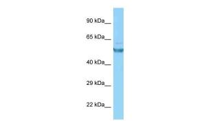 Anti-CAMK2G Rabbit Polyclonal Antibody