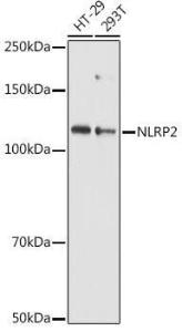 Anti-NALP2 Rabbit Polyclonal Antibody