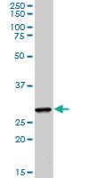 Anti-CREB1 Rabbit Polyclonal Antibody