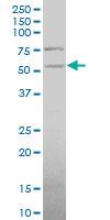 Anti-PDHX Mouse Polyclonal Antibody