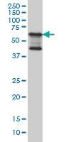 Anti-TAB1 Mouse Monoclonal Antibody [clone: 2A12]