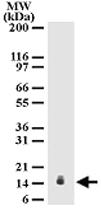 Anti-IL25 Mouse Monoclonal Antibody [clone: 68C1039.2]