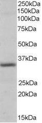 Anti-PIR Antibody (A82451) (0.3 µg/ml) staining of Human Heart lysate (35 µg protein in RIPA buffer). Primary incubation was 1 hour. Detected by chemiluminescence