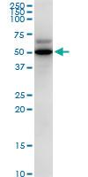 Anti-PDHX Mouse Polyclonal Antibody