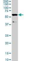 Anti-TAB1 Mouse Monoclonal Antibody [clone: 2A12]