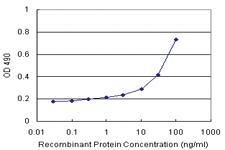 Anti-NKX2-5 Antibody Pair