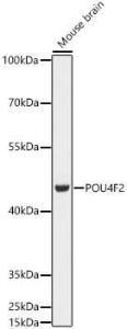 Anti-BRN3B/POU4F2 Rabbit Polyclonal Antibody