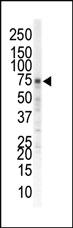 Anti-PAX6 Mouse Monoclonal Antibody