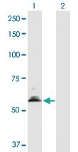 Anti-PDHX Mouse Polyclonal Antibody