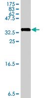 Anti-RPL29 Mouse Polyclonal Antibody