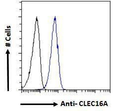 Anti-CLEC16A Antibody (A121152) - Flow cytometric analysis of paraformaldehyde fixed A549 cells (blue line), permeabilized with 0.5% Triton