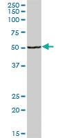 Anti-PDHX Mouse Polyclonal Antibody