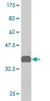 Anti-COPS2 Mouse Monoclonal Antibody [clone: 4B12]