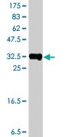 Anti-SSBP3 Mouse Polyclonal Antibody