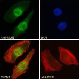 Anti-MLH3 Antibody (A121163) - Immunofluorescence analysis of paraformaldehyde fixed HeLa cells, permeabilized with 0.15% Triton. Primary incubation 1hr (10µg/ml) followed by Alexa Fluor 488 secondary antibody (2µg/ml), showing nuclear staining.