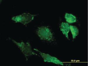 Anti-PDHX Mouse Polyclonal Antibody