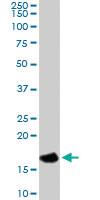 Anti-UBE2I Goat Polyclonal Antibody