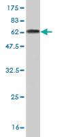 Anti-NKX2-5 Mouse Monoclonal Antibody [clone: S1]