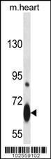 Anti-MYB Rabbit Polyclonal Antibody (FITC (Fluorescein))