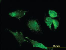 Anti-PDHX Mouse Polyclonal Antibody