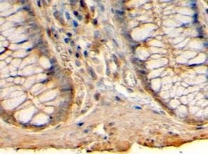 Anti-HRH1 Antibody (A82454) (4µg/ml) staining of paraffin embedded Human Colon. Steamed antigen retrieval with citrate buffer pH 6, HRP-staining.