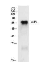 Antibody anti-ALPL A99930-100 100 µg