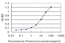 Anti-TAB1 Mouse Monoclonal Antibody [clone: 2A12]