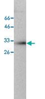 Anti-ANXA4 Mouse Monoclonal Antibody [clone: 11]