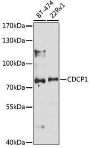 Western blot analysis of extracts of various cell lines, using Anti-CDCP1 Antibody (A10366) at 1:1,000 dilution