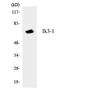 Western blot analysis of the lysates from HeLa cells using Anti-Ik3-1 Antibody