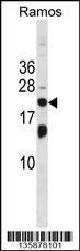 Anti-ISG20 Rabbit Polyclonal Antibody (AP (Alkaline Phosphatase))